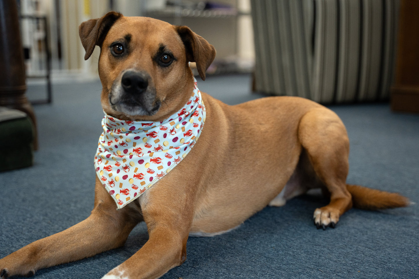 Seafood Boil Dog Bandana