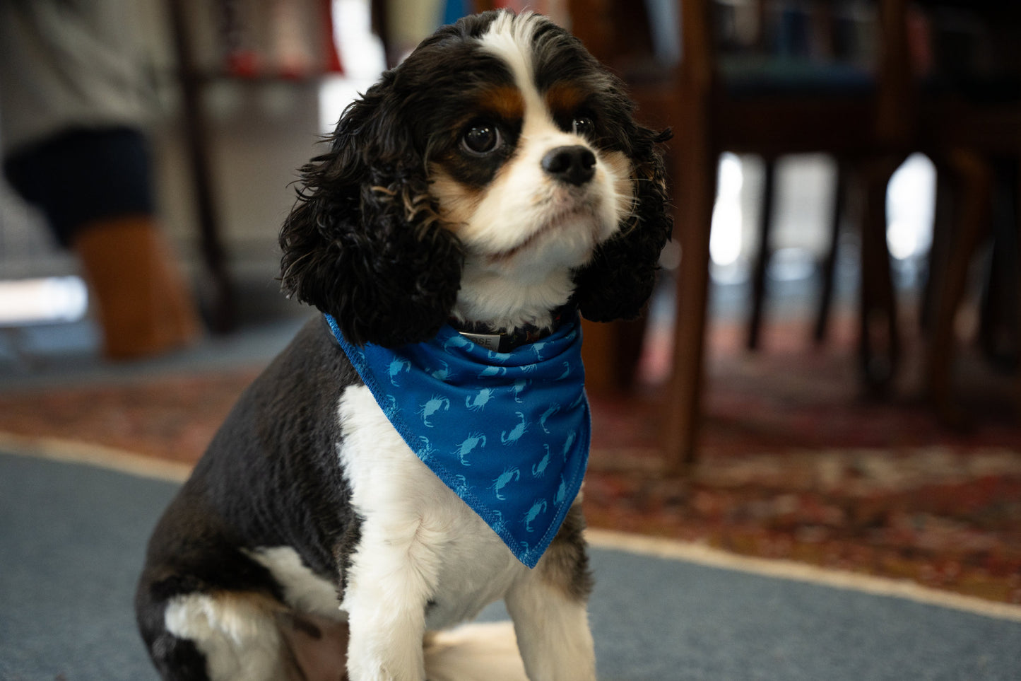 Crab Dog Bandana