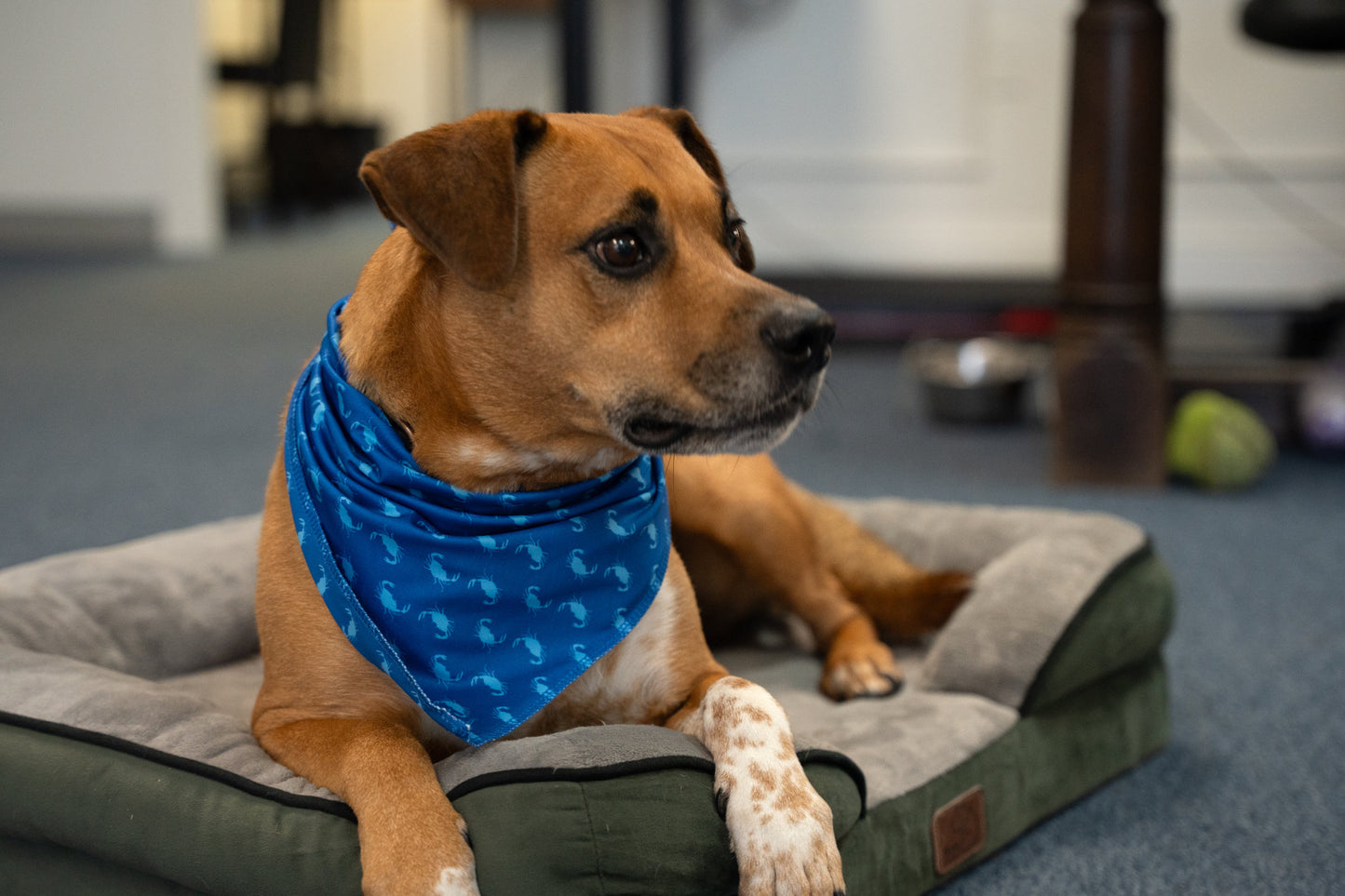 Crab Dog Bandana